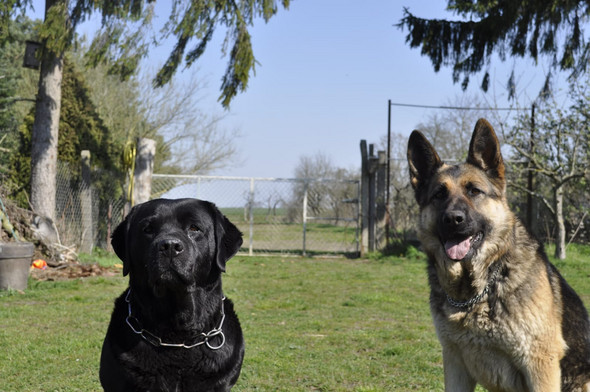 Instagram Name für eine Hundeseite? (Hund, Namen, Namensänderung)